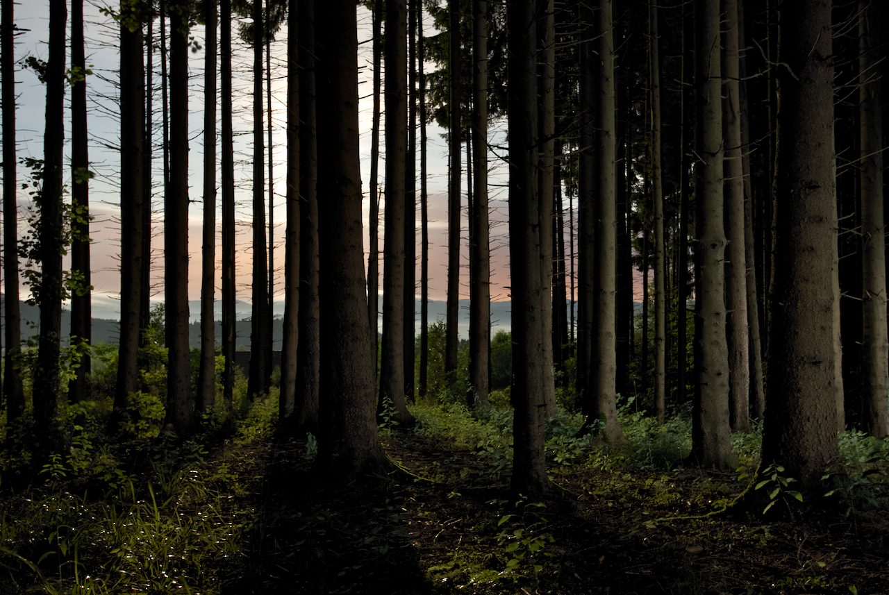 L'homme qui plantait des arbres